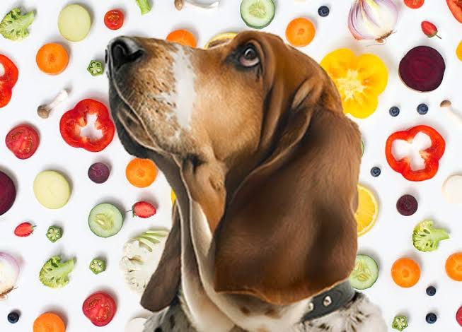 ماذا يستطيع أن يأكل الكلاب؟