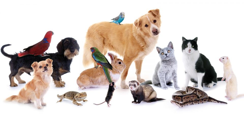 “متجر Saifpets: أرخص مكان لشراء مستلزمات القطط”